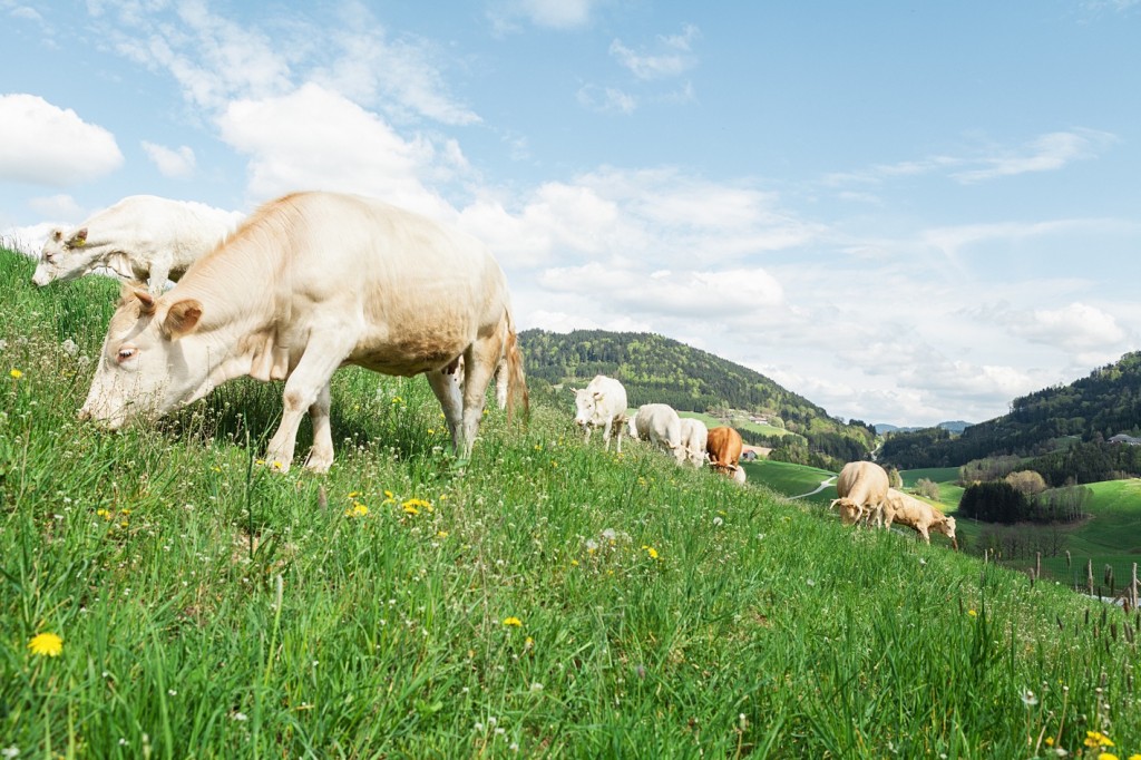 High Res Freilandrinder auf Weide _ Copyright Schwarzbergerhof