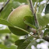 Mein Apfelbaum und sein Timing: Eine Geschichte von Geduld, Schicksal und sieben magischen Früchten