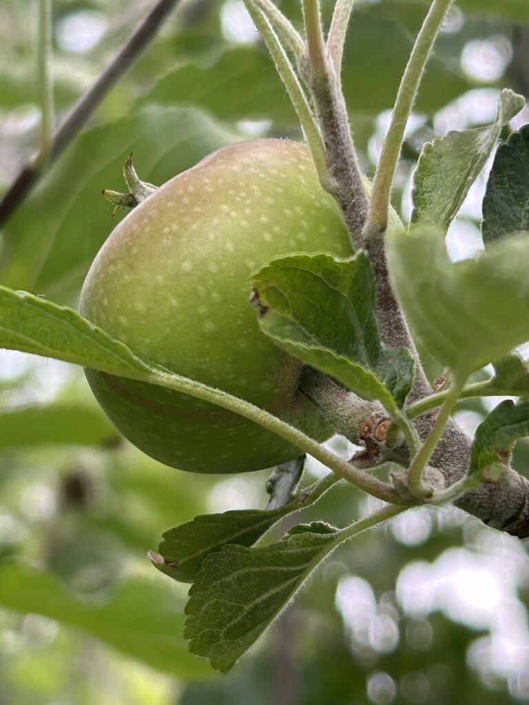 Apfelbaum trägt zum ersten Mal Früchte.